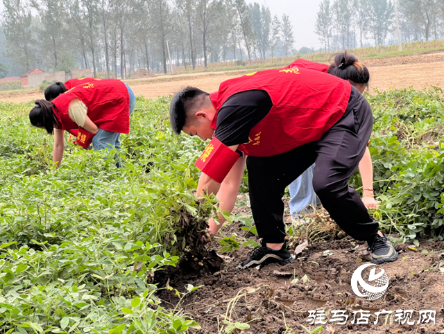 新蔡縣龍口鎮(zhèn)：開展金秋助農(nóng)志愿服務(wù)確保秋糧顆粒歸倉