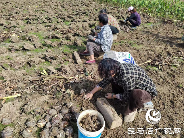 泌陽縣春水鎮(zhèn)數百畝水芋迎來豐收