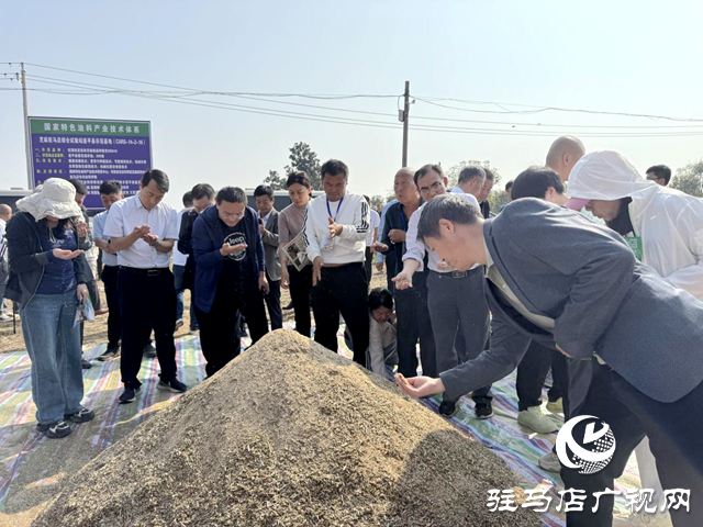 駐馬店：良種良法有機融合 芝麻機收喜獲成功