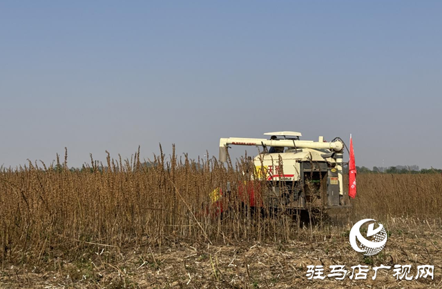 駐馬店：良種良法有機(jī)融合 芝麻機(jī)收喜獲成功