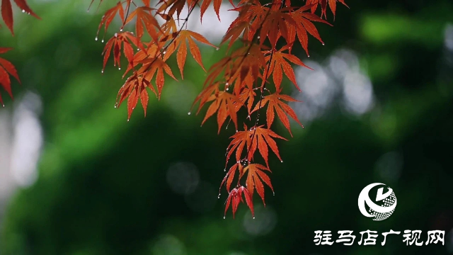 泌陽(yáng)縣雙龍公園：走進(jìn)雨中公園 感受濃郁秋意