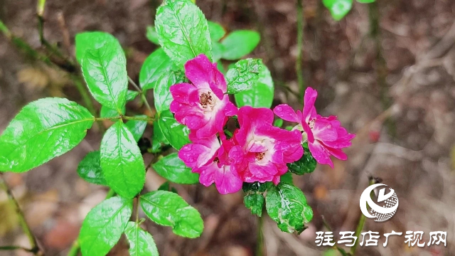 泌陽(yáng)縣雙龍公園：走進(jìn)雨中公園 感受濃郁秋意