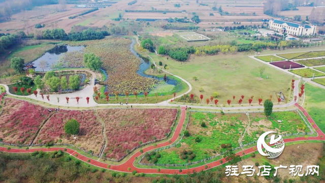 泌陽漢風(fēng)公園，秋日里的粉色夢境