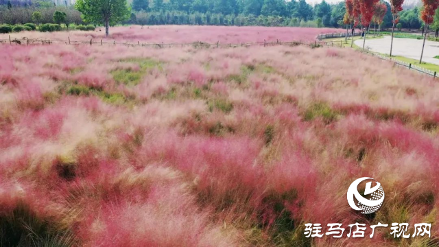 泌陽漢風(fēng)公園，秋日里的粉色夢境