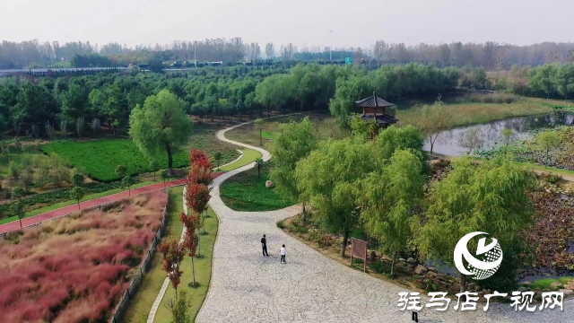 泌陽漢風(fēng)公園，秋日里的粉色夢境