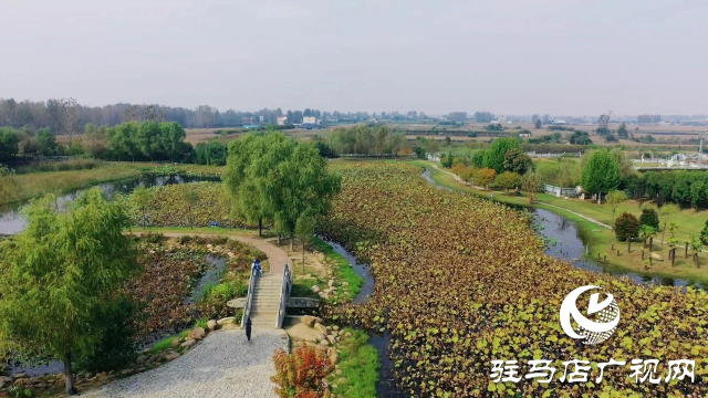 泌陽漢風(fēng)公園，秋日里的粉色夢境