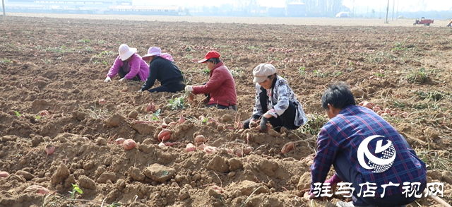 確山縣：紅薯喜豐收，田間收獲忙