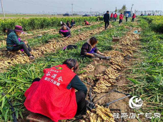 平輿縣高楊店鎮(zhèn)劉寨村委：特色生姜種植喜獲豐收 村民致富“姜”來可期