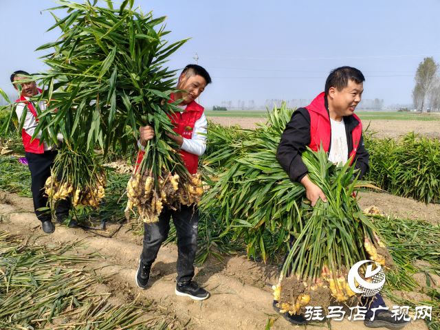 平輿縣高楊店鎮(zhèn)劉寨村委：特色生姜種植喜獲豐收 村民致富“姜”來可期