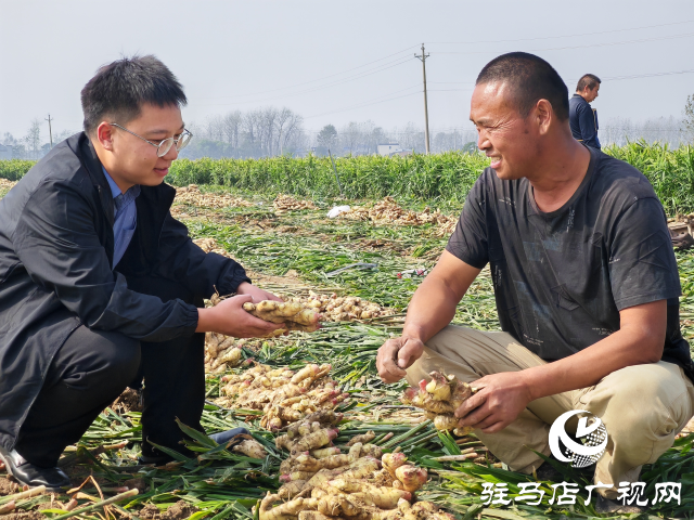 平輿縣高楊店鎮(zhèn)劉寨村委：特色生姜種植喜獲豐收 村民致富“姜”來可期