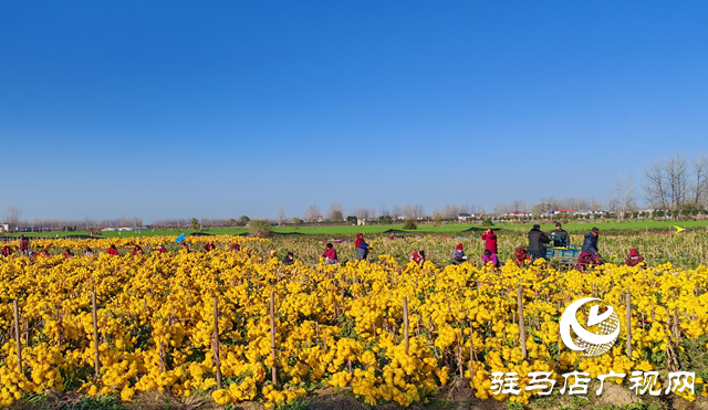 平輿縣廟灣鎮(zhèn)大楊村：黨建與產(chǎn)業(yè)緊密融合 鋪設鄉(xiāng)村振興“快車道”