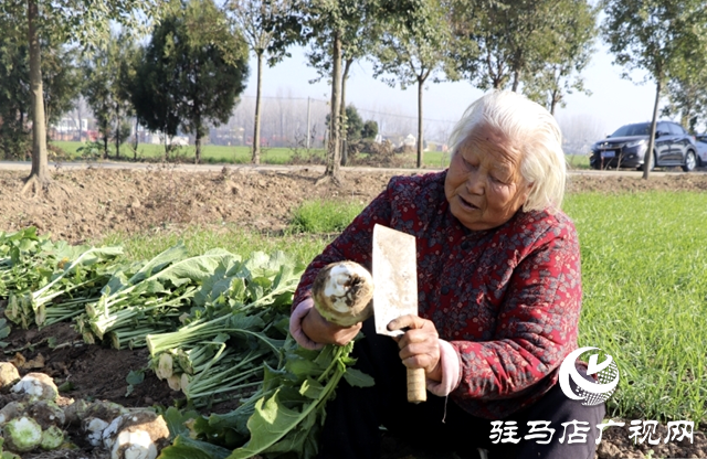 平輿縣東皇街道五里社區(qū)：發(fā)展農(nóng)產(chǎn)品深加工 芥菜變身“金疙瘩”