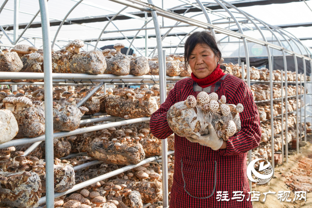 泌陽縣：推動(dòng)食用菌產(chǎn)業(yè)高質(zhì)量發(fā)展