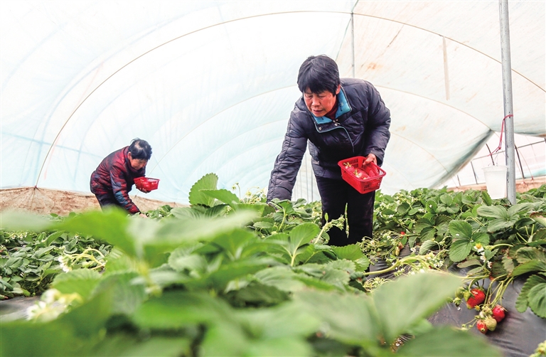 草莓“上新”助農致富