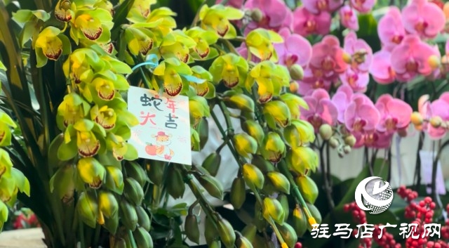 新春佳節(jié)即將到來，綠植花卉成為節(jié)日新寵