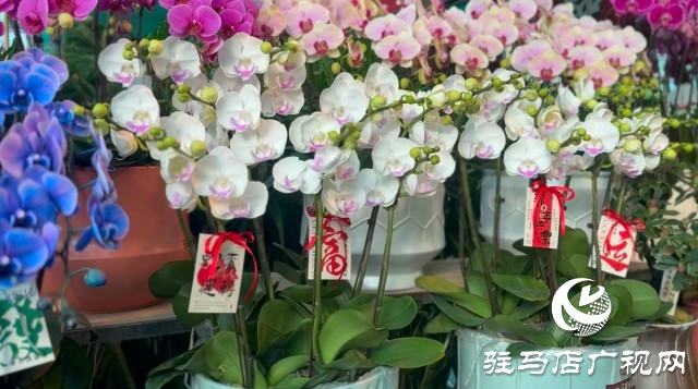 新春佳節(jié)即將到來，綠植花卉成為節(jié)日新寵